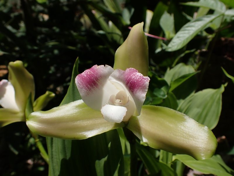Lycaste macrophylla, photographed by Skjold Søndergaard