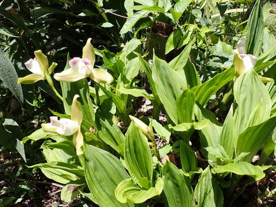 Lycaste macrophylla, photographed by Skjold Søndergaard
