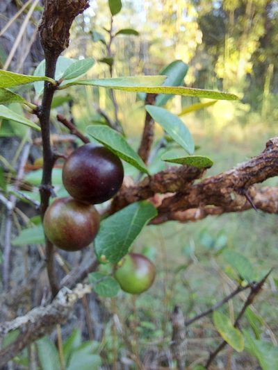 Sideroxylon rufohirtum, photographed by Athena Philips
