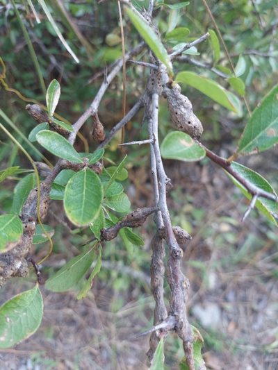 Sideroxylon rufohirtum, photographed by Athena Philips