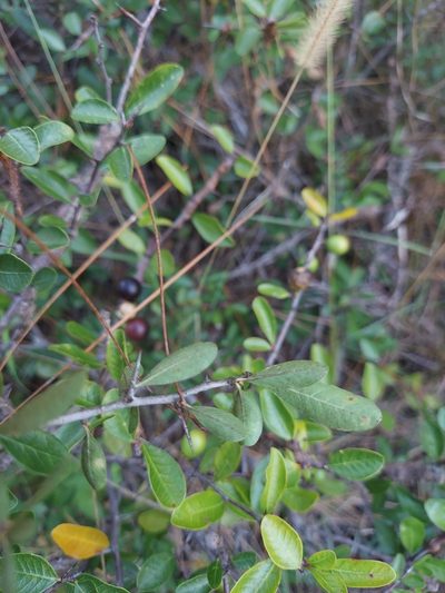 Sideroxylon rufohirtum, photographed by Athena Philips