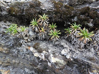 Perezia recurvata, photographed by María Regina Silva