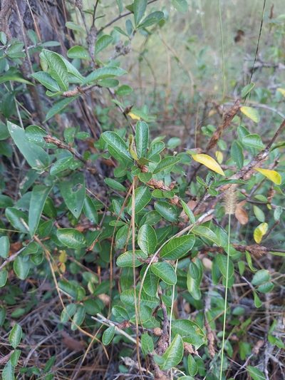 Sideroxylon rufohirtum, photographed by Athena Philips