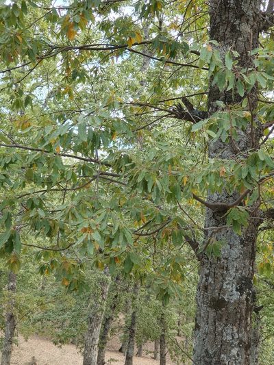 Quercus afares, photographed by Mehdi Chetibi