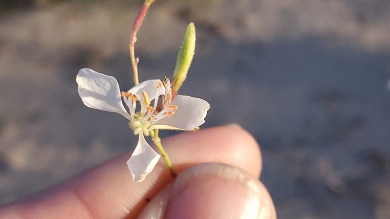 Oenothera cinerea, photographed by Craig Martin