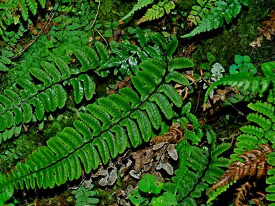 Athyrium nakanoi, photographed by Jacy Chen
