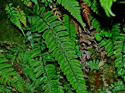 Athyrium nakanoi, photographed by Jacy Chen