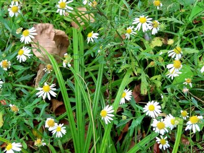 Aster iinumae, photographed by mami_t_t