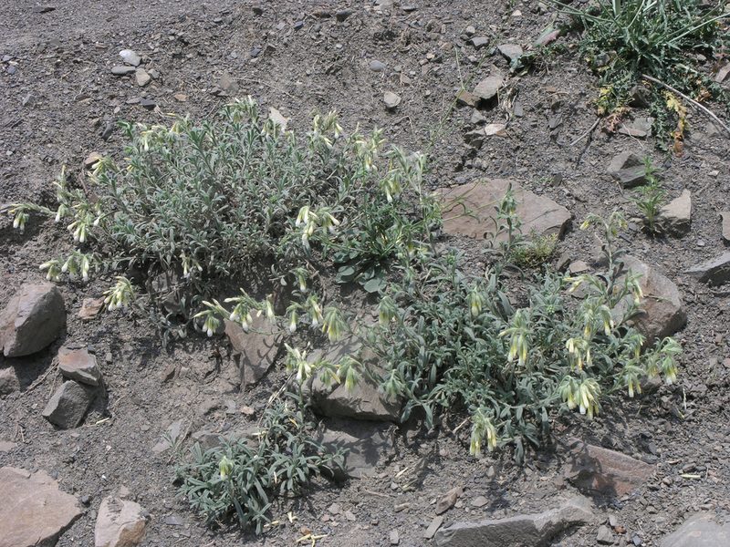Onosma setosa, photographed by Oleg Kosterin