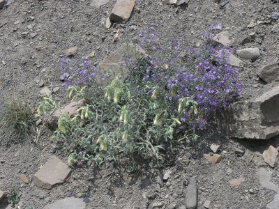 Onosma setosa, photographed by Oleg Kosterin