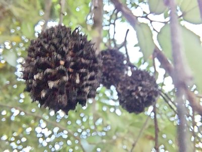 Guazuma ulmifolia, photographed by Jalil R.
