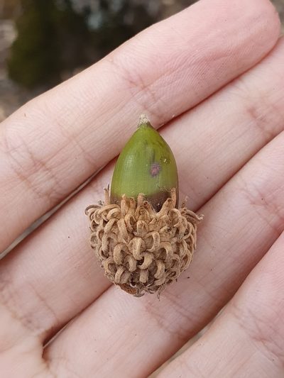 Quercus afares, photographed by Mehdi Chetibi