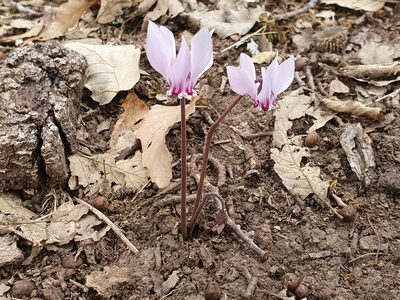 Cyclamen africanum, photographed by Mehdi Chetibi
