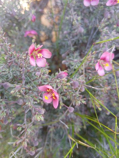 Roepera rogersii, photographed by bullwooding