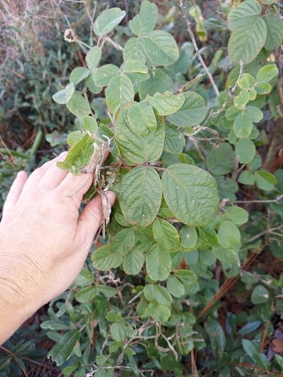 Galactia floridana, photographed by Athena Philips