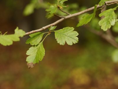 Crataegus laevigata, photographed by Alexis Tinker-Tsavalas
