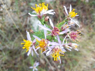 Galatella sedifolia, photographed by Ben Costamagna