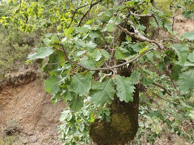 Quercus canariensis, photographed by Mehdi Chetibi