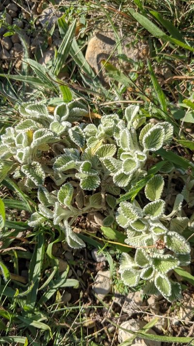 Marrubium supinum, photographed by Javier Eusamio