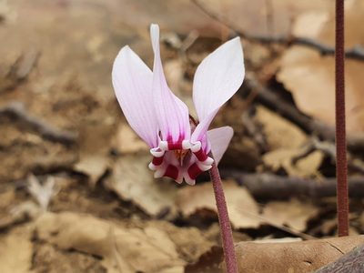 Cyclamen africanum, photographed by Mehdi Chetibi