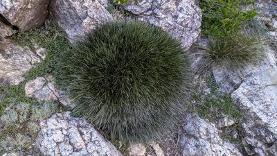 Erinacea anthyllis, photographed by Javier Eusamio