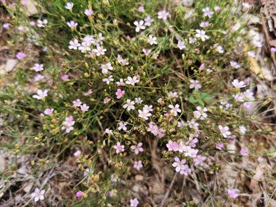 Petrorhagia saxifraga, photographed by Thor-Rune Hansen