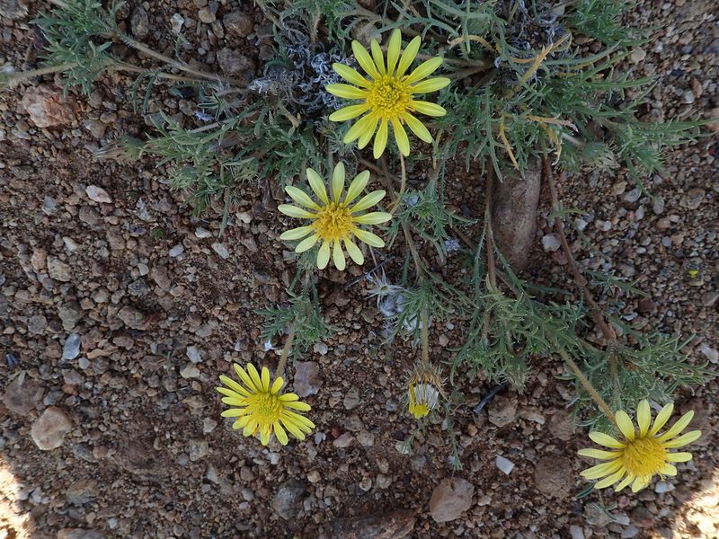 Hirpicium echinus, photographed by Peter Warren
