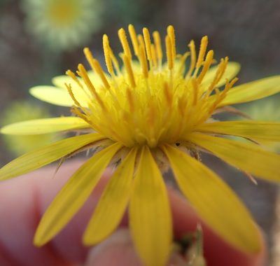 Hirpicium echinus, photographed by Peter Warren