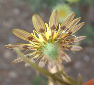 Hirpicium echinus, photographed by Peter Warren