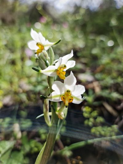 Gavilea longibracteata, photographed by Javier Conejeros Gastó