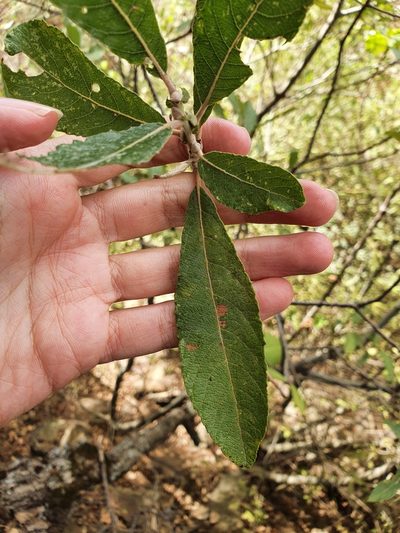 Salix pedicellata, photographed by Mehdi Chetibi
