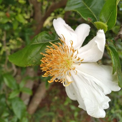 Xylotheca kraussiana, photographed by Rosemary Harrison