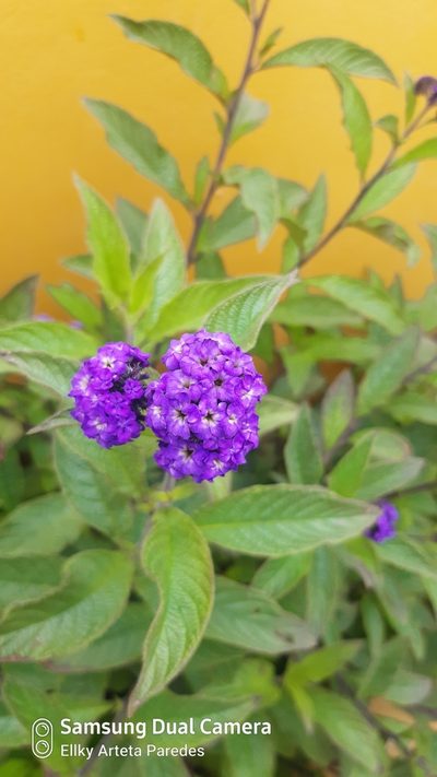 Heliotropium arborescens, photographed by Ellky Arteta Paredes