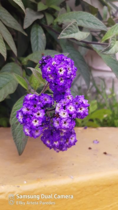 Heliotropium arborescens, photographed by Ellky Arteta Paredes