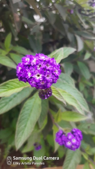Heliotropium arborescens, photographed by Ellky Arteta Paredes