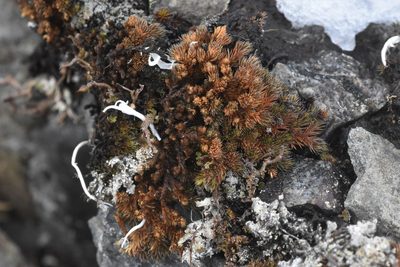 Selaginella scopulorum, photographed by Braden J. Judson