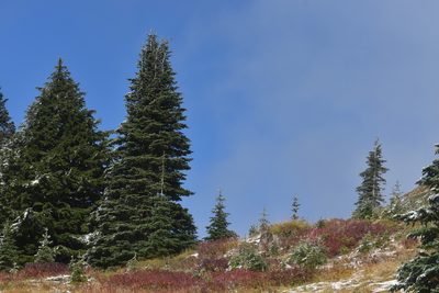 Abies lasiocarpa, photographed by Braden J. Judson