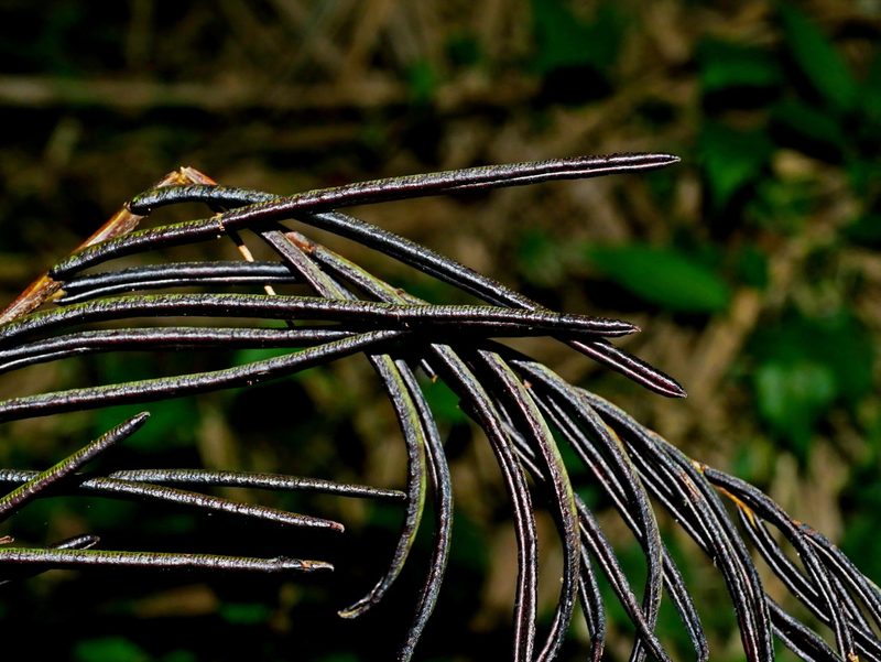 Pentarhizidium orientale, photographed by Jacy Chen