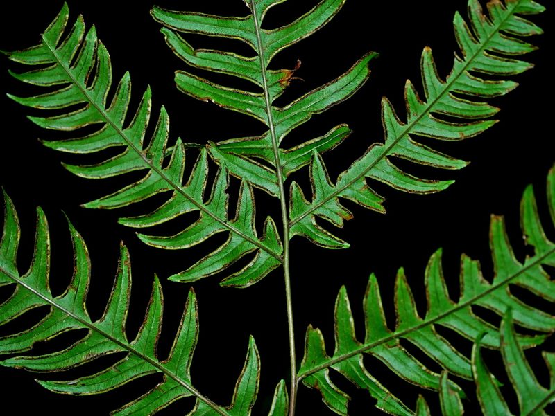 Pteris terminalis, photographed by Jacy Chen