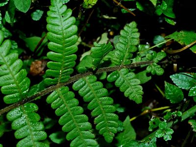 Cyclogramma auriculata, photographed by Jacy Chen