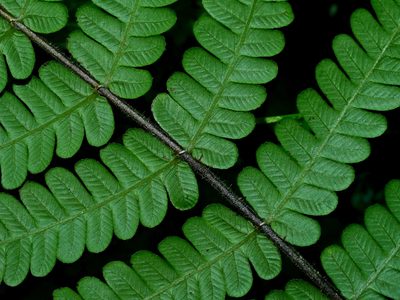 Cyclogramma auriculata, photographed by Jacy Chen