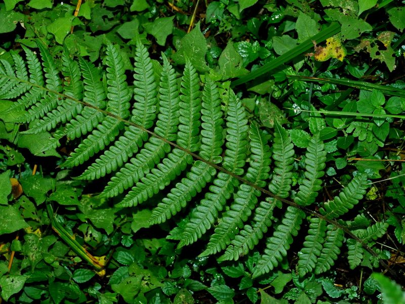 Cyclogramma auriculata, photographed by Jacy Chen