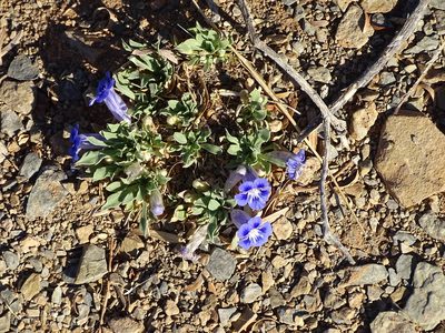 Aptosimum indivisum, photographed by Shaun Swanepoel