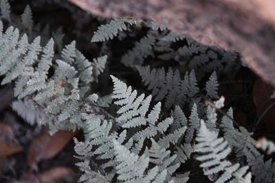 Myriopteris lindheimeri, photographed by Mike Ostrowski