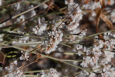 Eriogonum wrightii, photographed by Mike Ostrowski