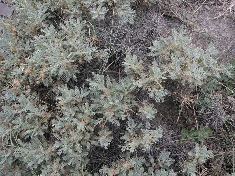 Astragalus denudatus, photographed by Oleg Kosterin
