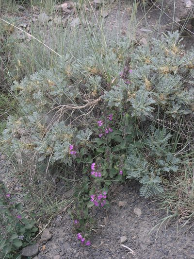 Astragalus denudatus, photographed by Oleg Kosterin