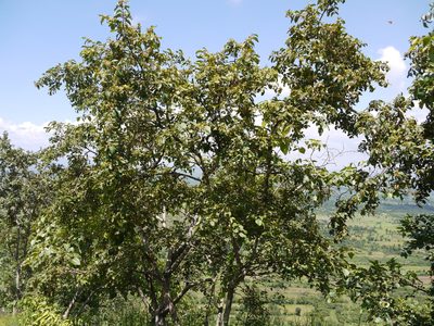 Terminalia anogeissiana, photographed by Dinesh Valke