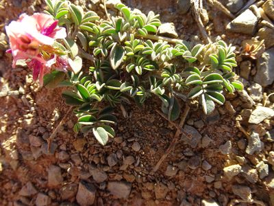 Indigofera alternans, photographed by Shaun Swanepoel