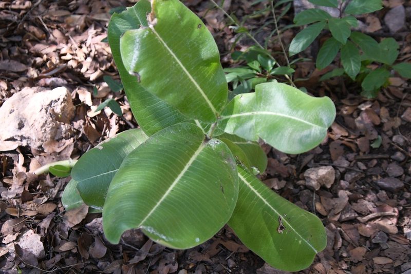 Asclepias lemmonii, photographed by Mike Ostrowski